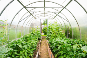 Agriculture
